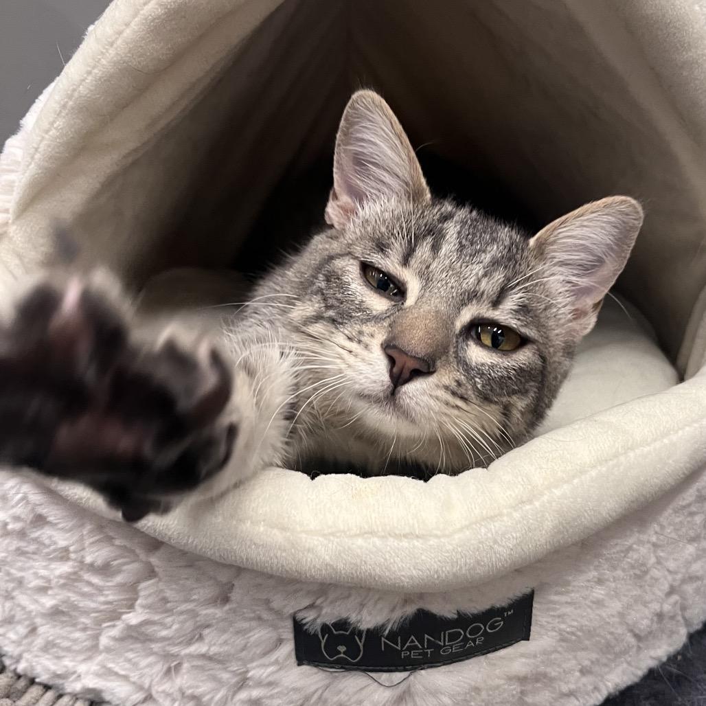 Enlarge Dabula -City of Industry Location, a Adoptable Domestic Short Hair in Chino Hills, CA image 2/6