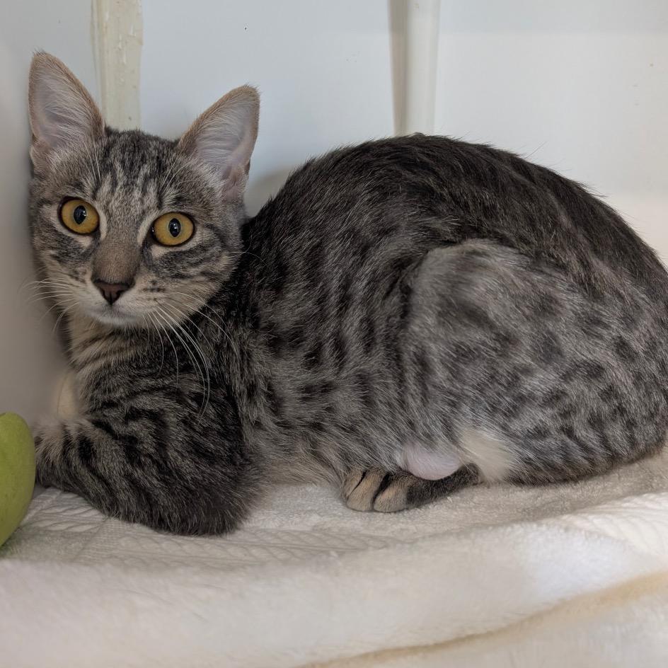 Enlarge Dabula -City of Industry Location, a Adoptable Domestic Short Hair in Chino Hills, CA image 3/6