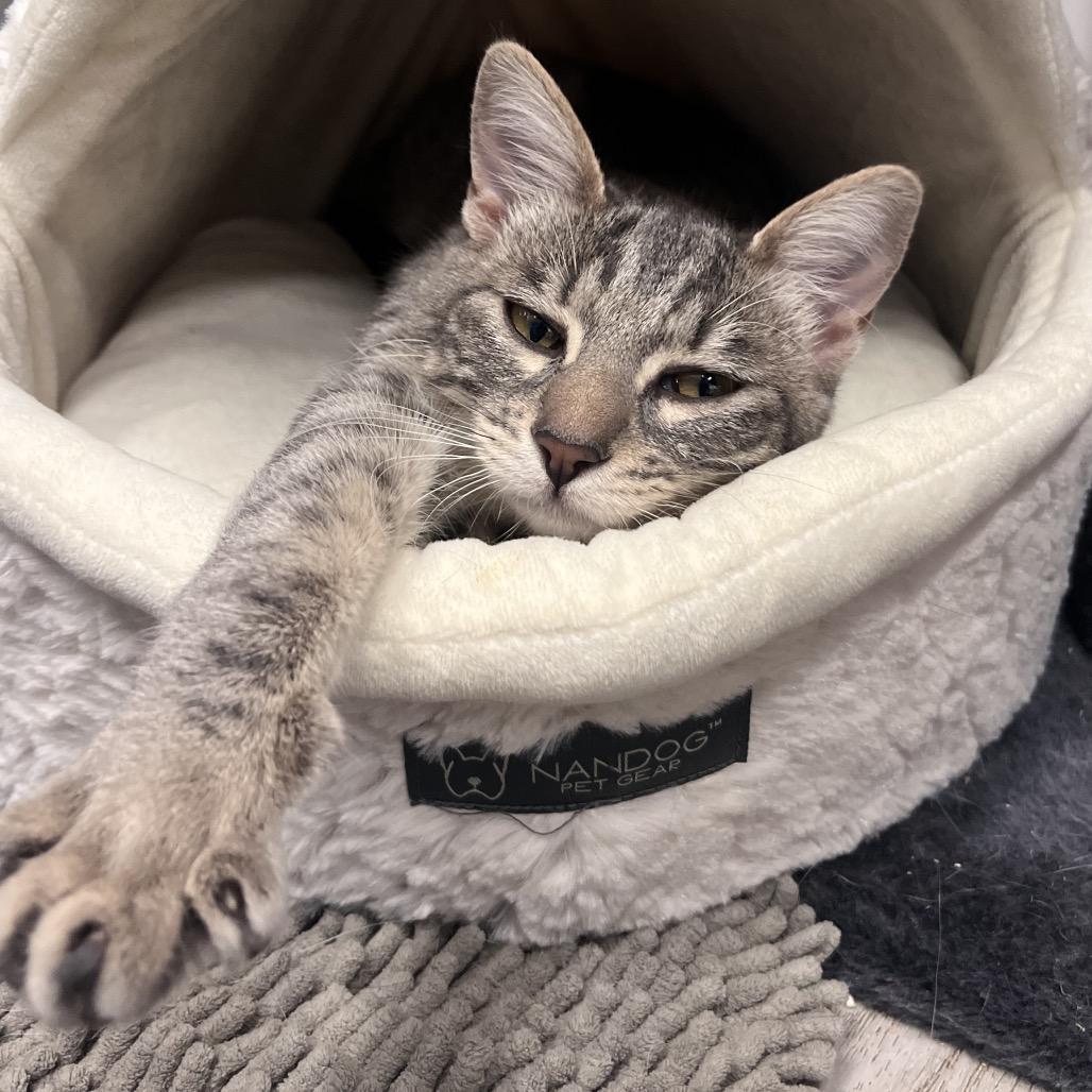 Enlarge Dabula -City of Industry Location, a Adoptable Domestic Short Hair in Chino Hills, CA image 4/6