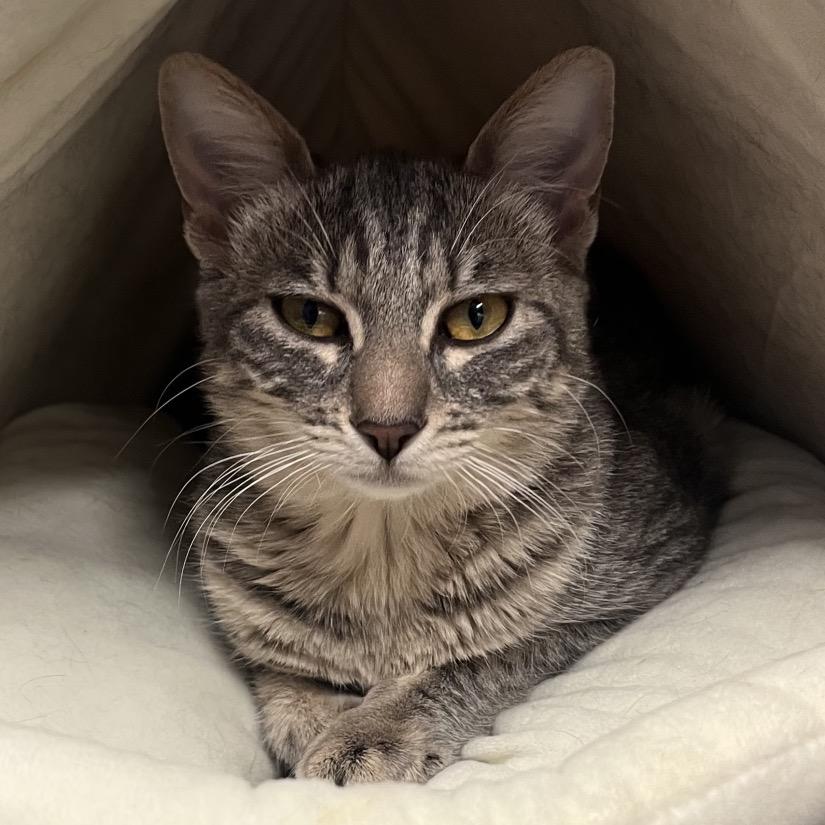 Enlarge Dabula -City of Industry Location, a Adoptable Domestic Short Hair in Chino Hills, CA image 5/6