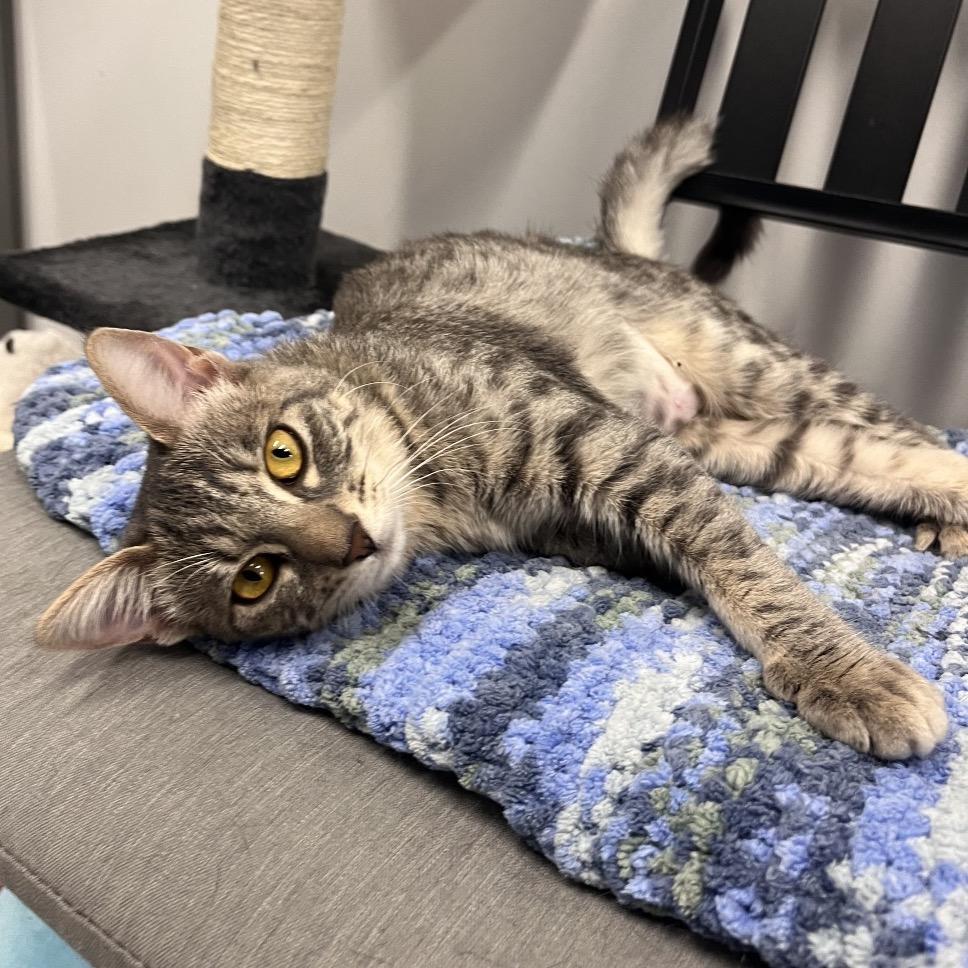 Enlarge Dabula -City of Industry Location, a Adoptable Domestic Short Hair in Chino Hills, CA image 6/6