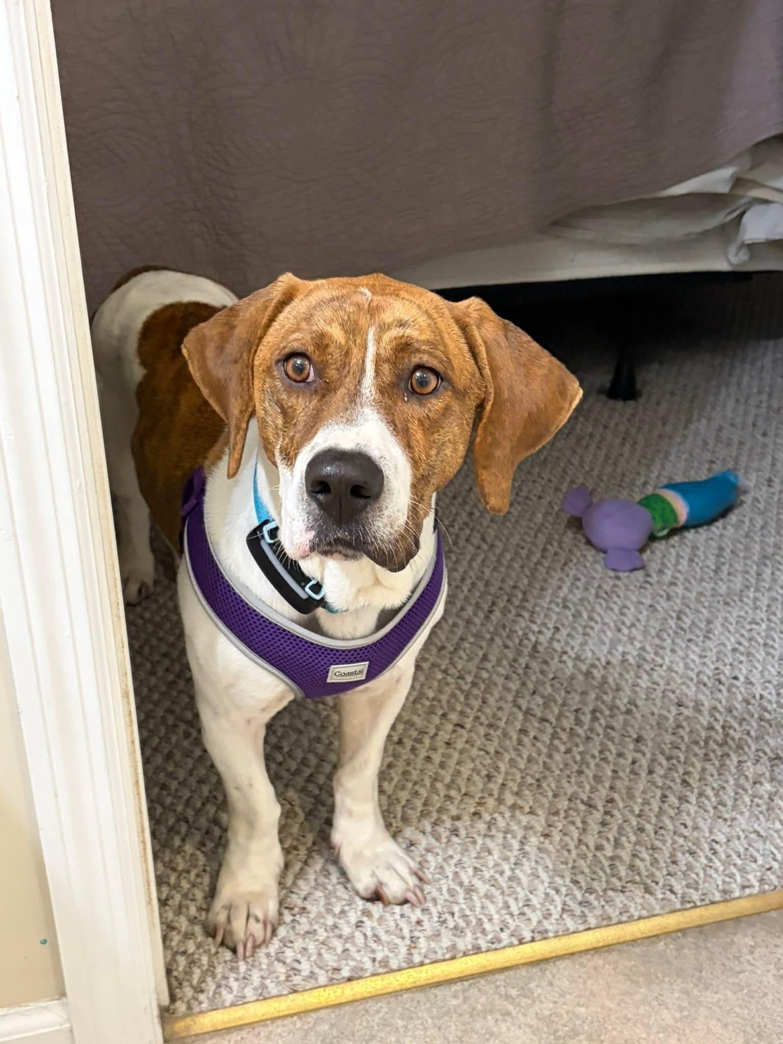 Enlarge Waylon, a ADOPTABLE mixed breed in Manhasset, NY image 1/6