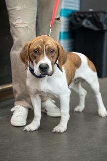 Waylon, a ADOPTABLE mixed breed in Manhasset, NY image 5/6