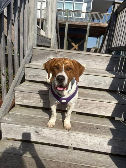 Enlarge Waylon, a ADOPTABLE mixed breed in Manhasset, NY image 2/6