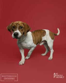 Waylon, a ADOPTABLE mixed breed in Manhasset, NY image 1/6