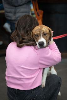 Waylon, a ADOPTABLE mixed breed in Manhasset, NY image 6/6