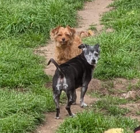 Tito, a Adopted mixed breed in Salem, OR image 4/4