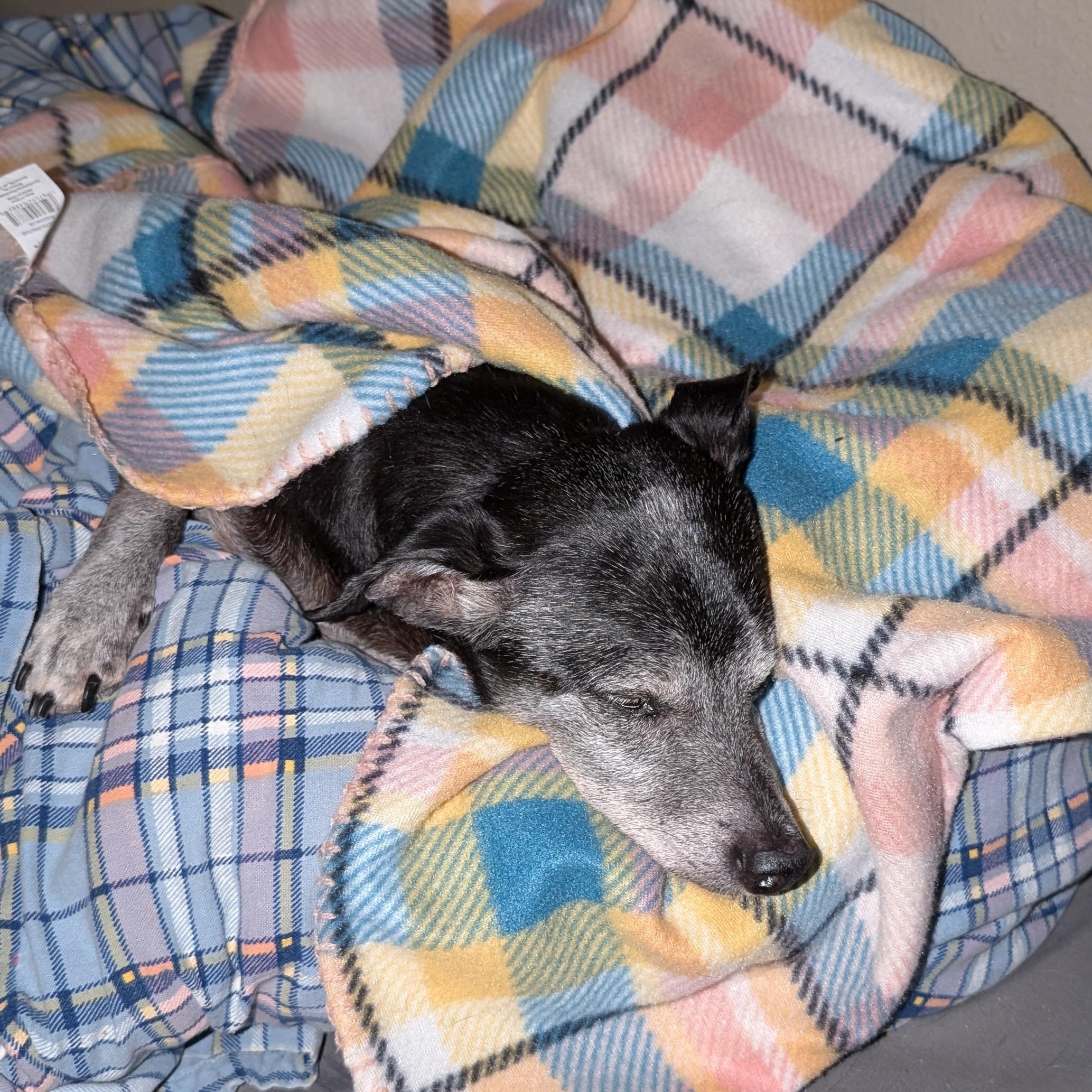 Tito, a Adopted mixed breed in Salem, OR image 3/4