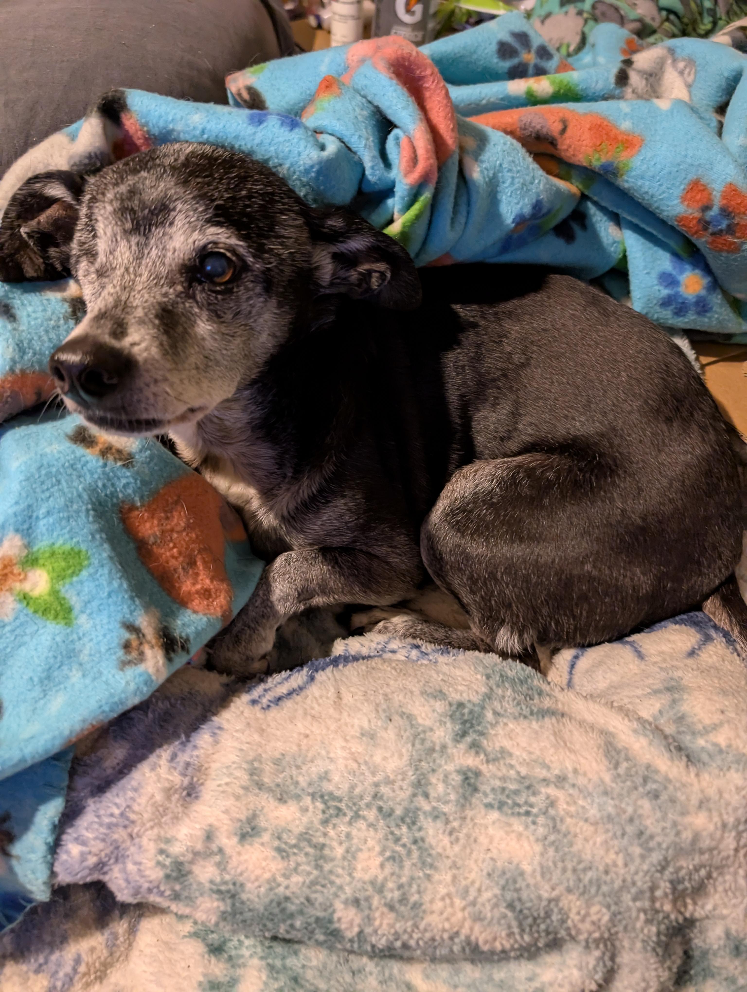 Tito, a Adopted mixed breed in Salem, OR image 2/4