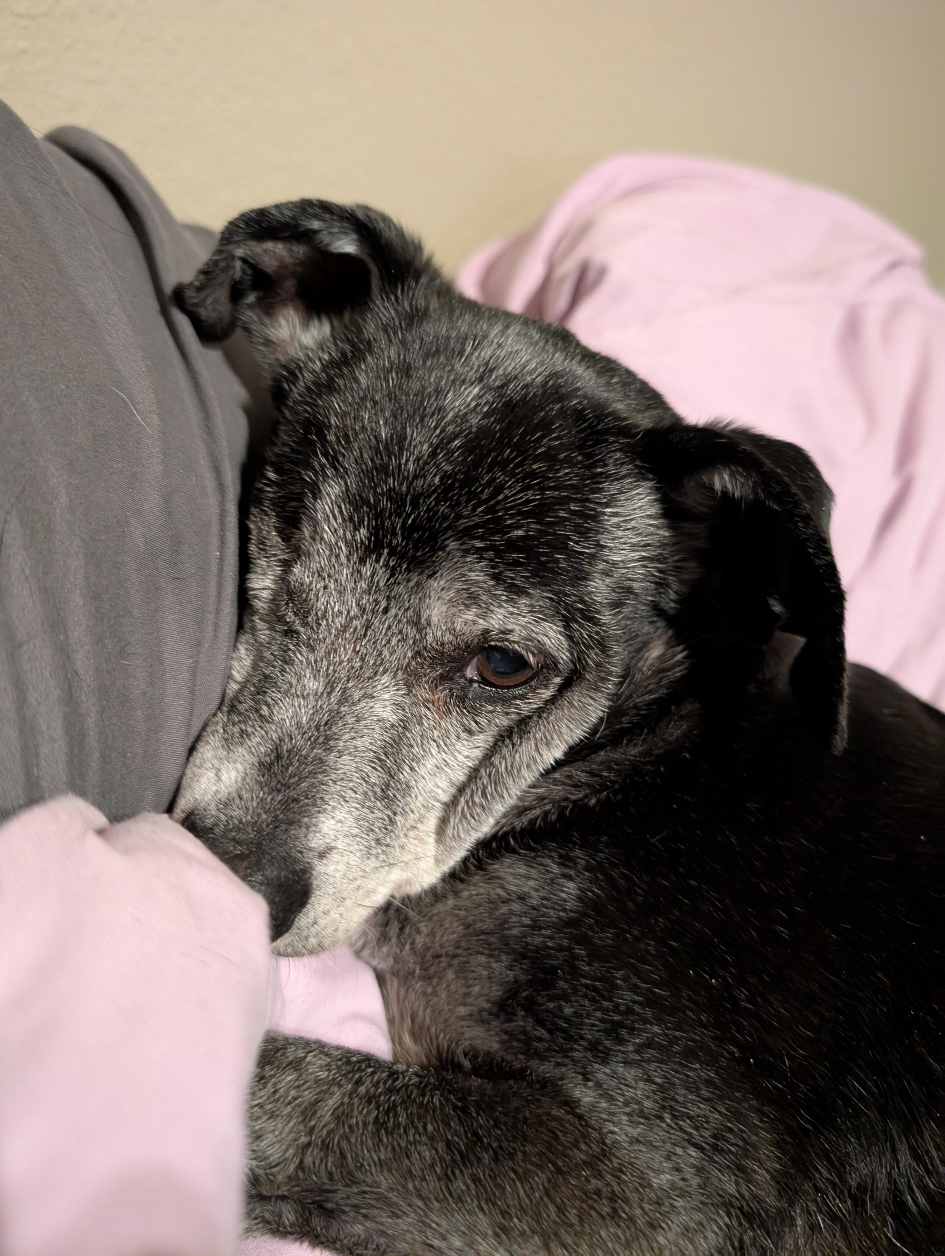 Tito, Adopted, Senior Male Terrier.