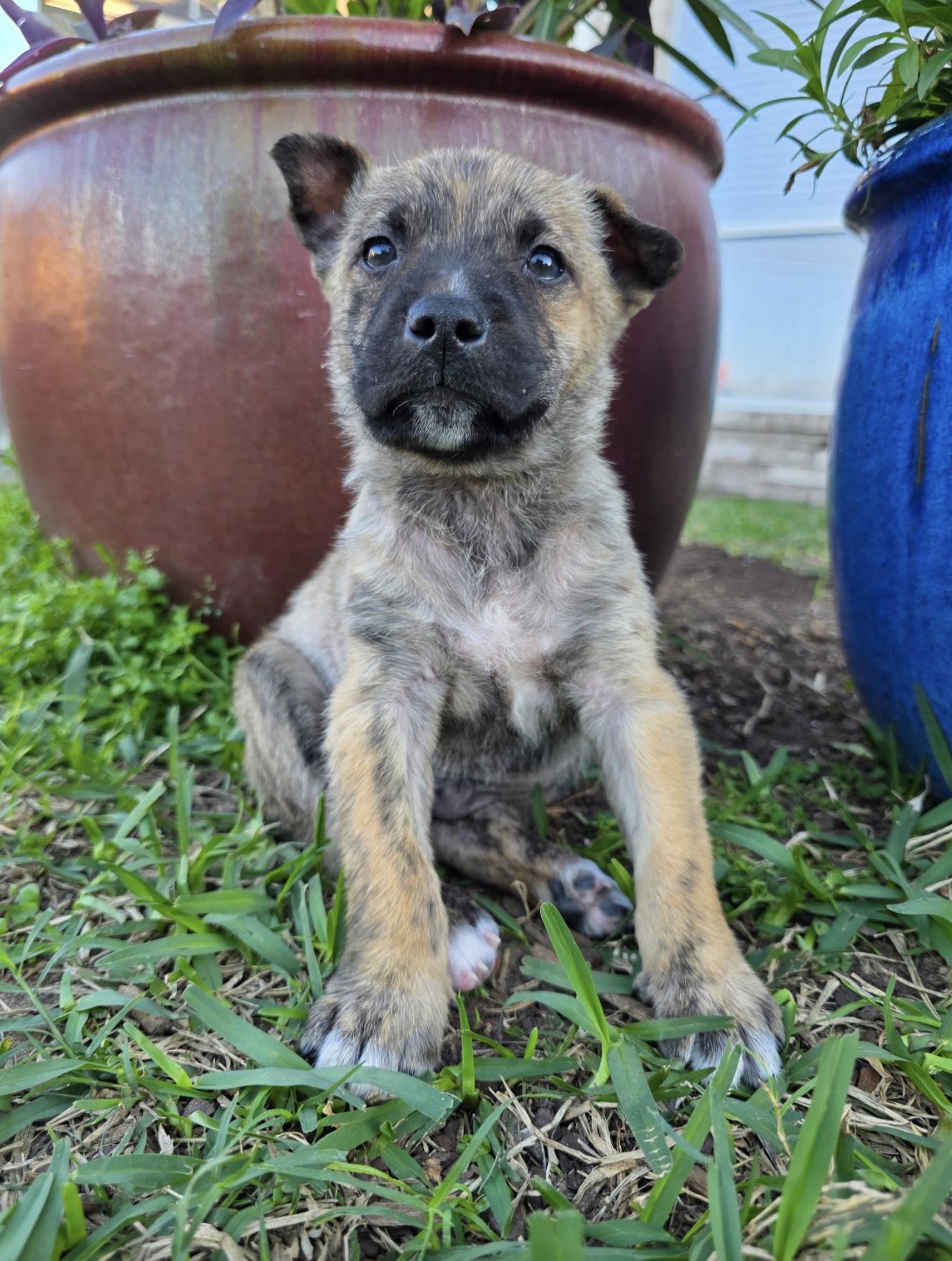 Coco — thumbnail 2