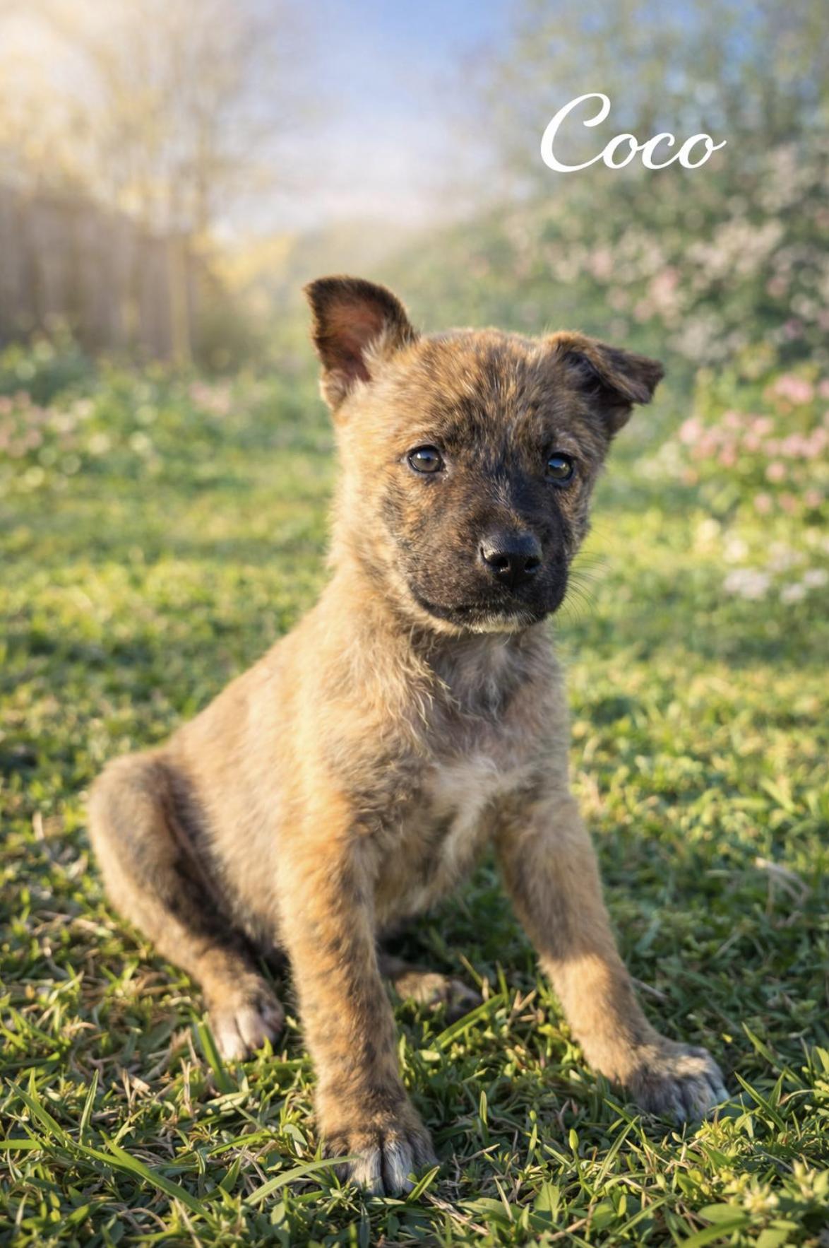 Coco — thumbnail 4