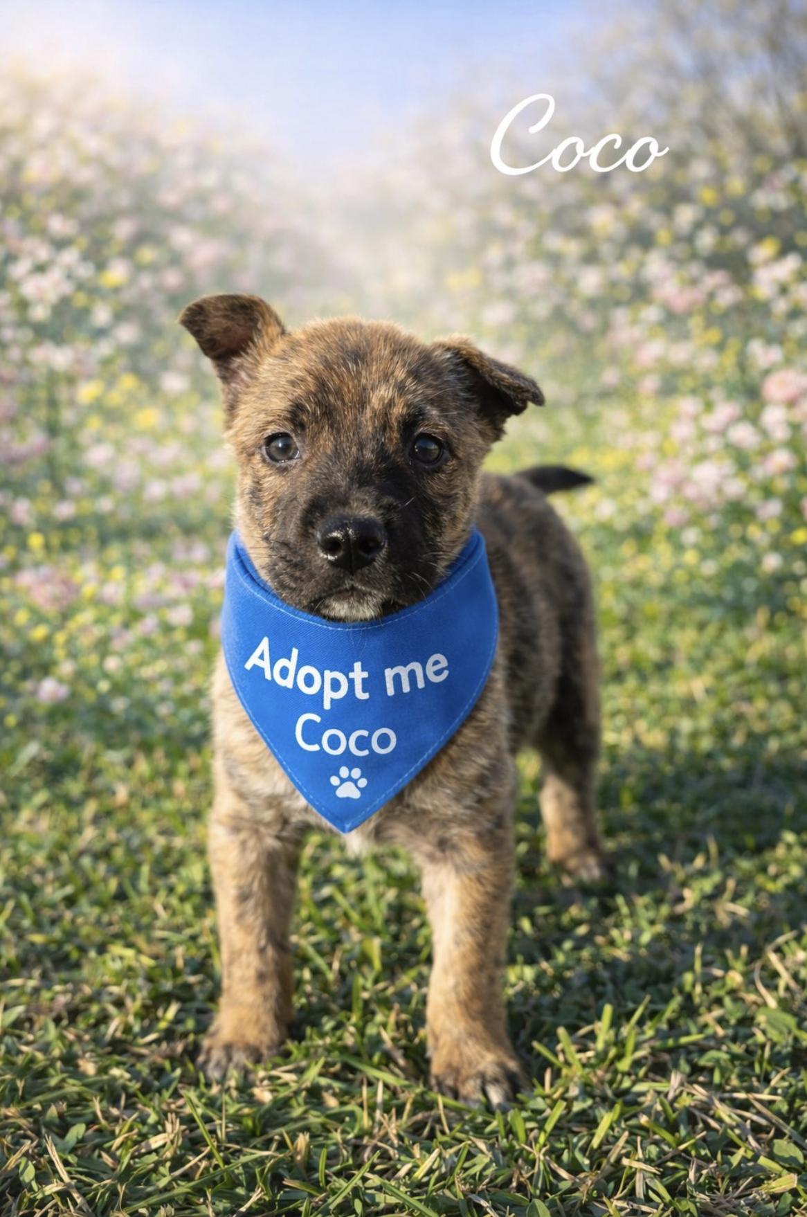 Coco — thumbnail 5