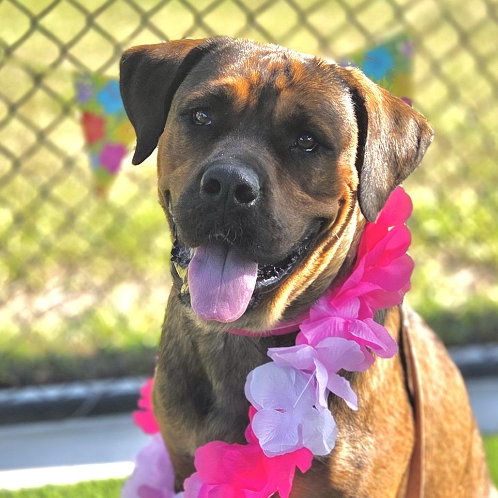 Big Momma, Adoptable, Adult Female Mastiff & Mixed Breed.