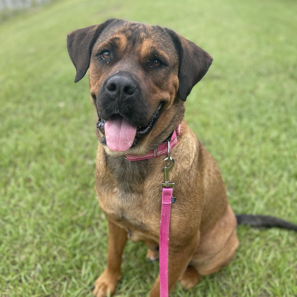 Big Momma, a Adoptable mixed breed in Bradenton, FL image 2/5