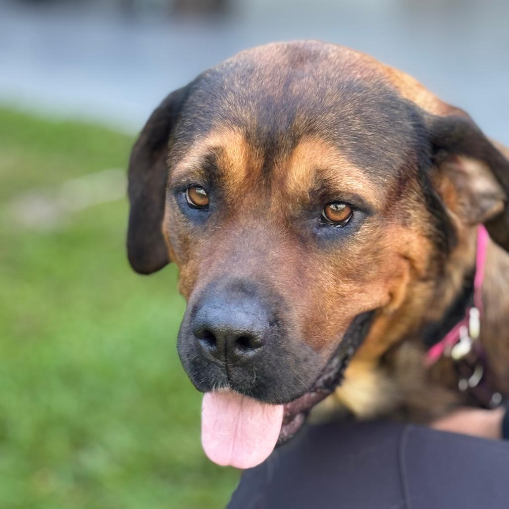 Big Momma, Adoptable, Adult Female Mastiff & Mixed Breed.
