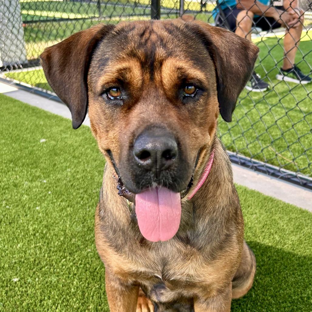Big Momma, a Adoptable mixed breed in Bradenton, FL image 3/5