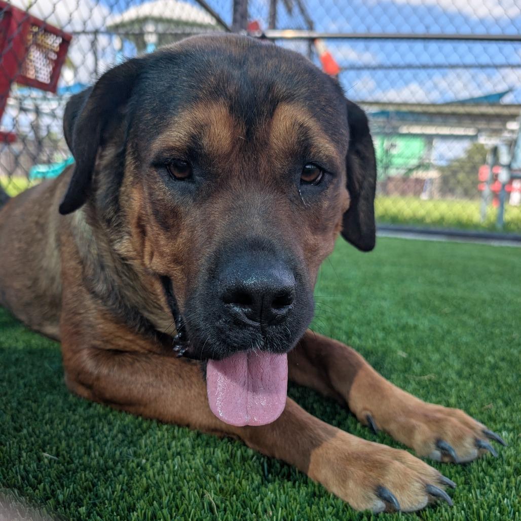 Big Momma, Adoptable, Adult Female Mastiff & Mixed Breed.