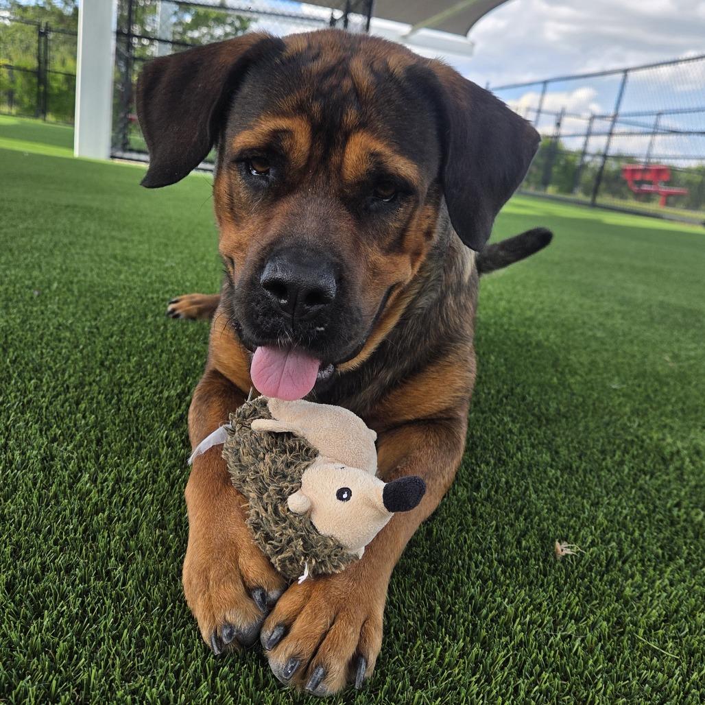 Big Momma, a Adoptable mixed breed in Bradenton, FL image 4/5