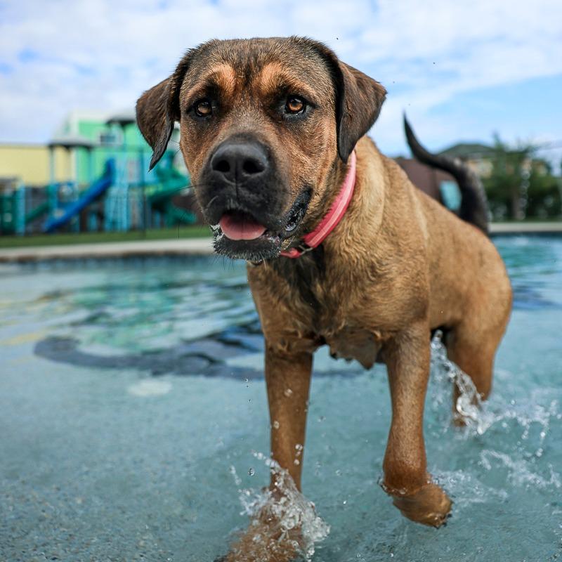 Big Momma, a Adoptable mixed breed in Bradenton, FL image 5/5