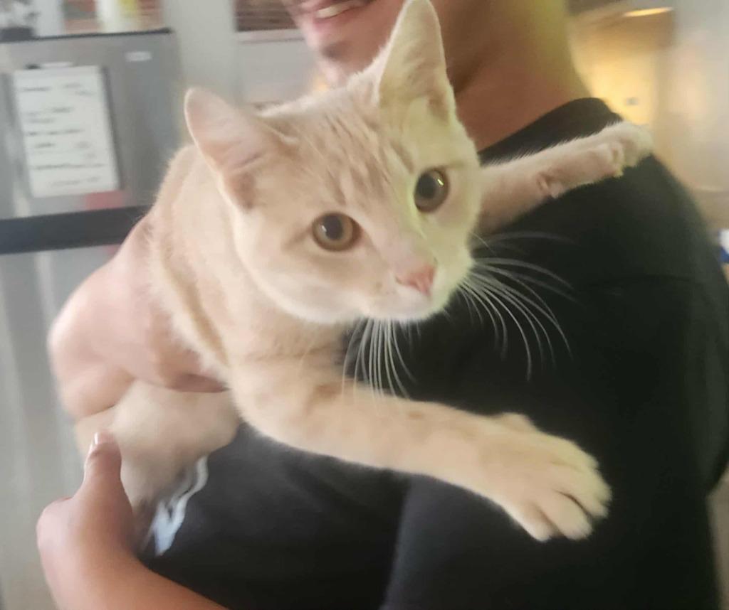 Dollar Bill, Adoptable, Young Male Domestic Short Hair.