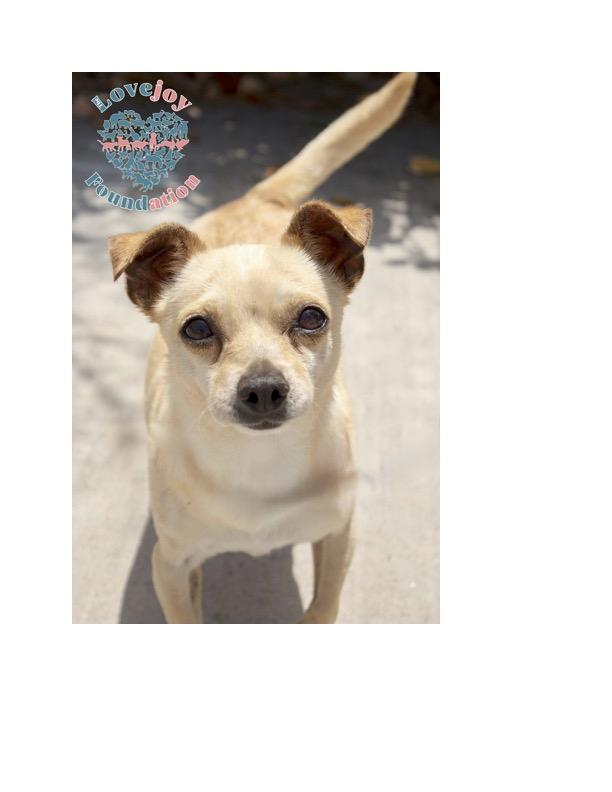 Ramone COH Chihuahua Dog