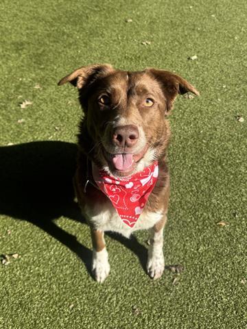 Enlarge BRANDY, a Adoptable mixed breed in San Martin, CA image 1/1