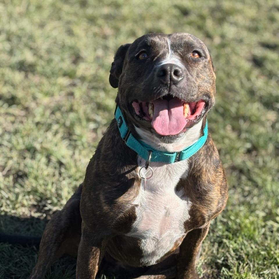 Hershey, Adoptable, Adult Female Mixed Breed.