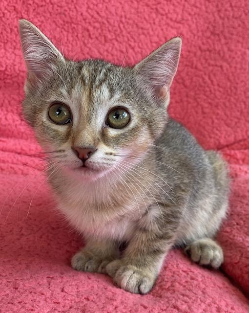 Shadow, Baby Female Tiger