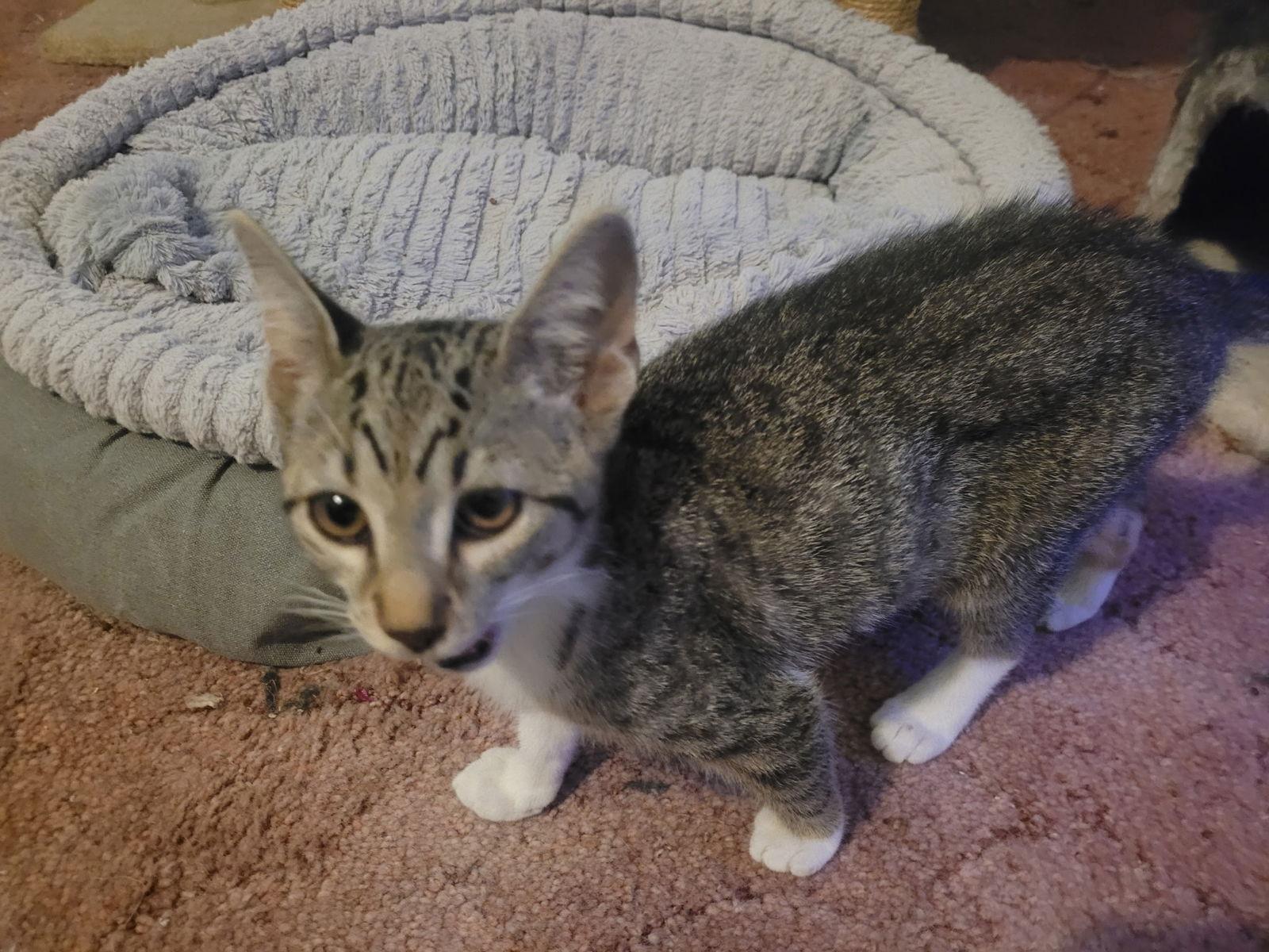 Enlarge Calypso, a Adopted Domestic Short Hair in Land O Lakes, FL image 1/1