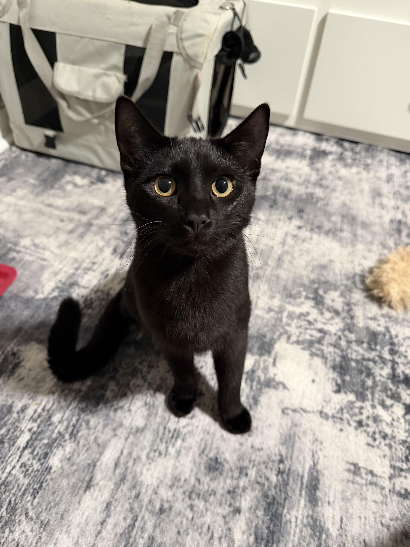 Moon, a Adoptable Domestic Short Hair in Nashville, TN image 1/3