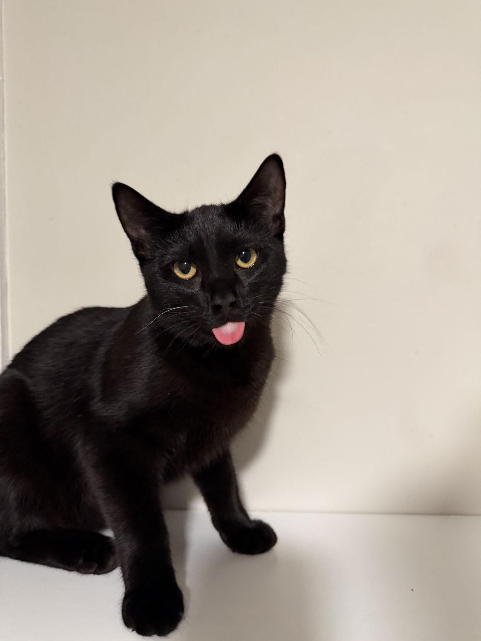 Moon, a Adoptable Domestic Short Hair in Nashville, TN image 2/3
