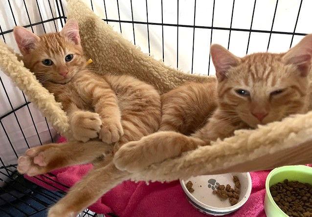 Quinn and Ethan, Adoptable, Kitten Male Domestic Short Hair.