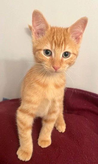 Quinn and Ethan, Adoptable, Kitten Male Domestic Short Hair.