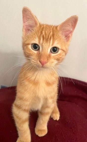 Enlarge Quinn and Ethan, a Adoptable Domestic Short Hair in Shawnee, KS image 3/3