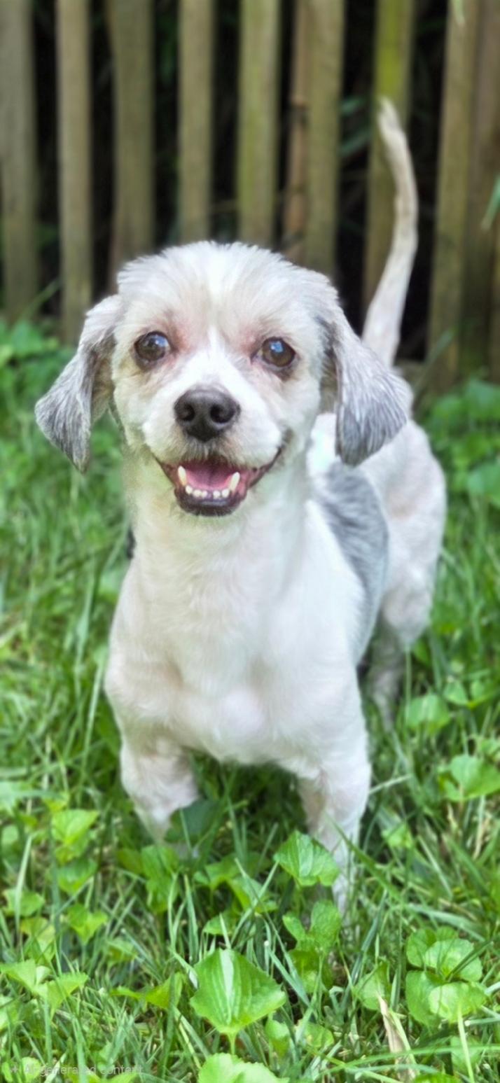 Oreo, a ADOPTABLE Shih Tzu in Bridgeton, MO image 4/4