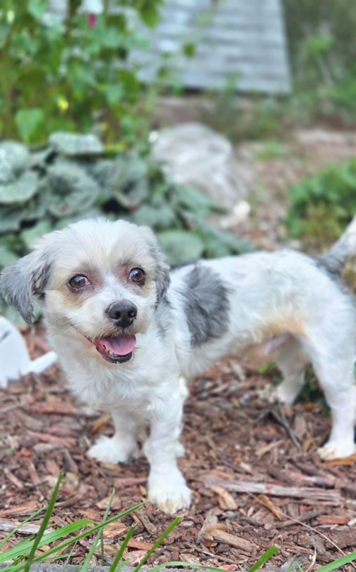 Enlarge Oreo, a ADOPTABLE Shih Tzu in Bridgeton, MO image 3/3