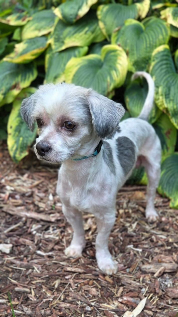 Oreo, a ADOPTABLE Shih Tzu in Bridgeton, MO image 3/4