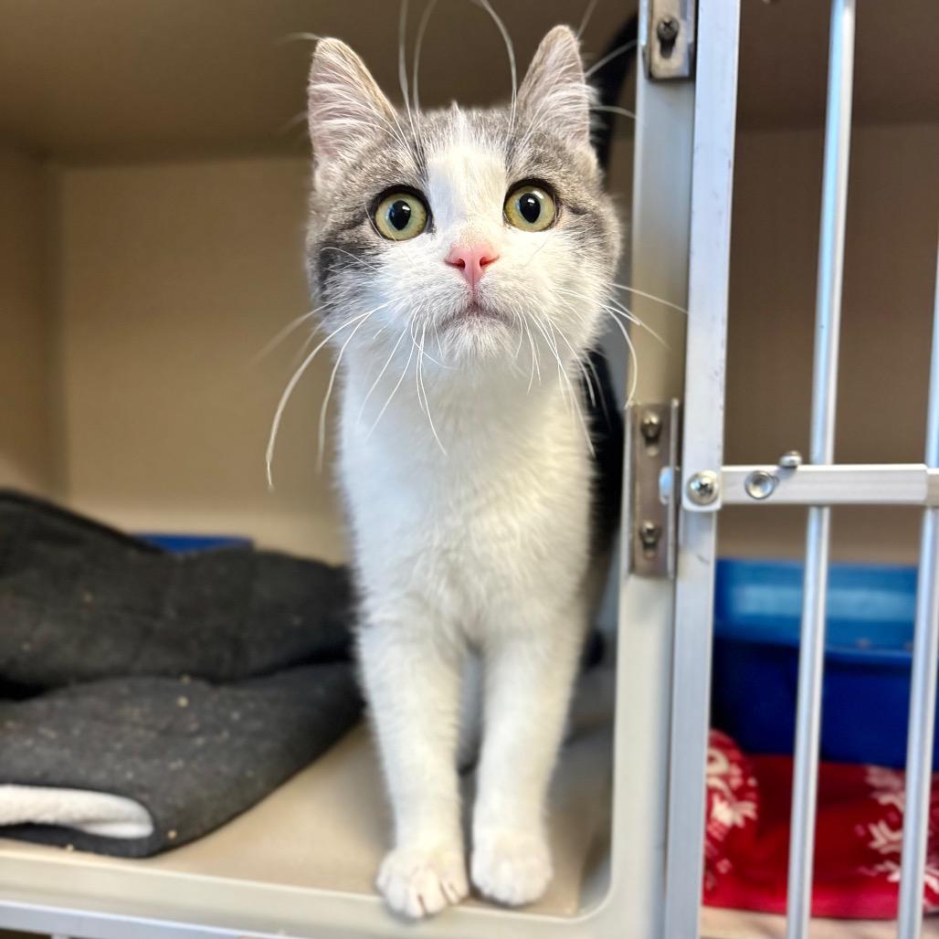 Enlarge Oxford, a Adoptable Domestic Short Hair in Great Falls, MT image 1/1
