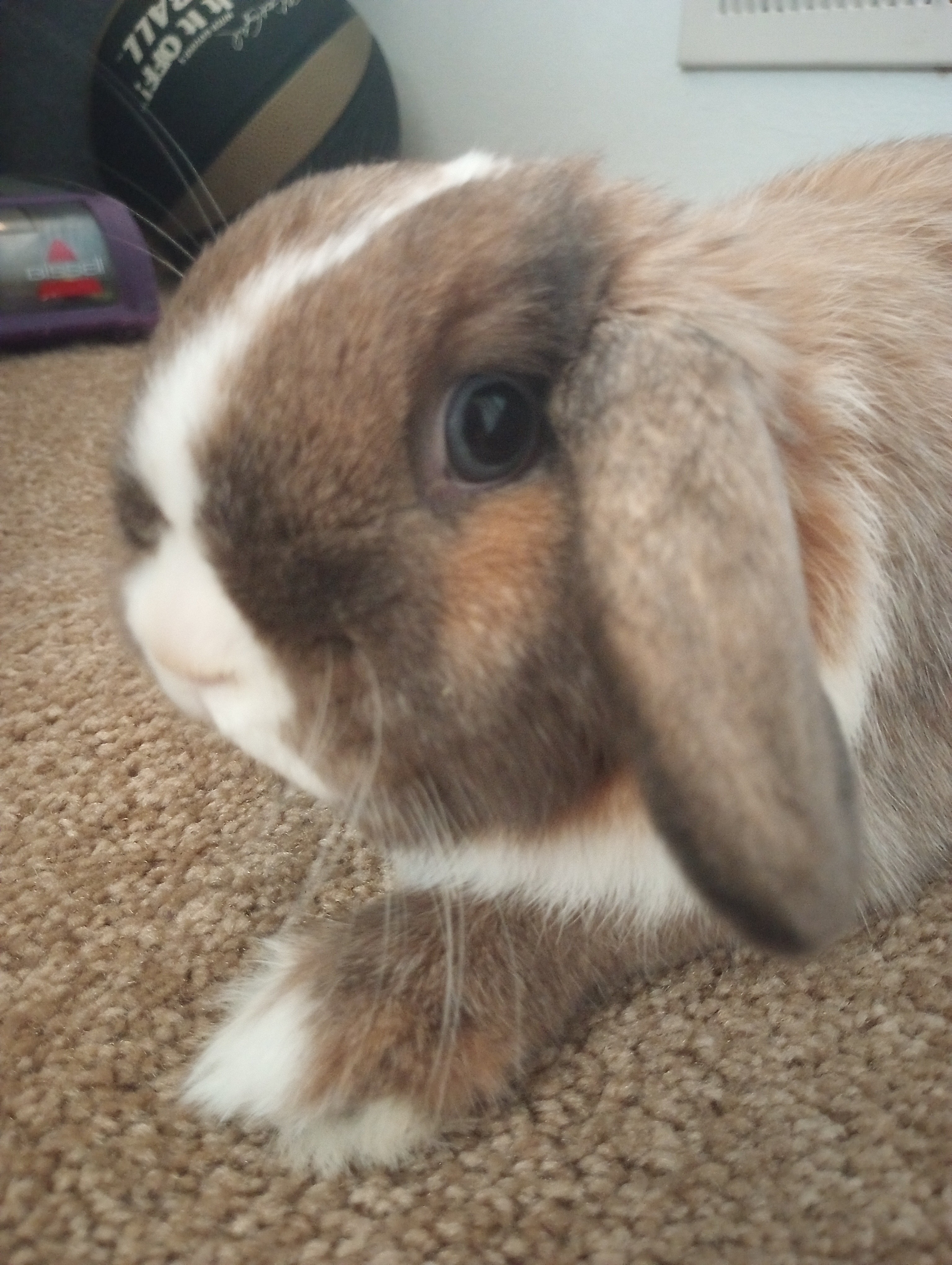 Cora, adoptable, Young Female Dutch.