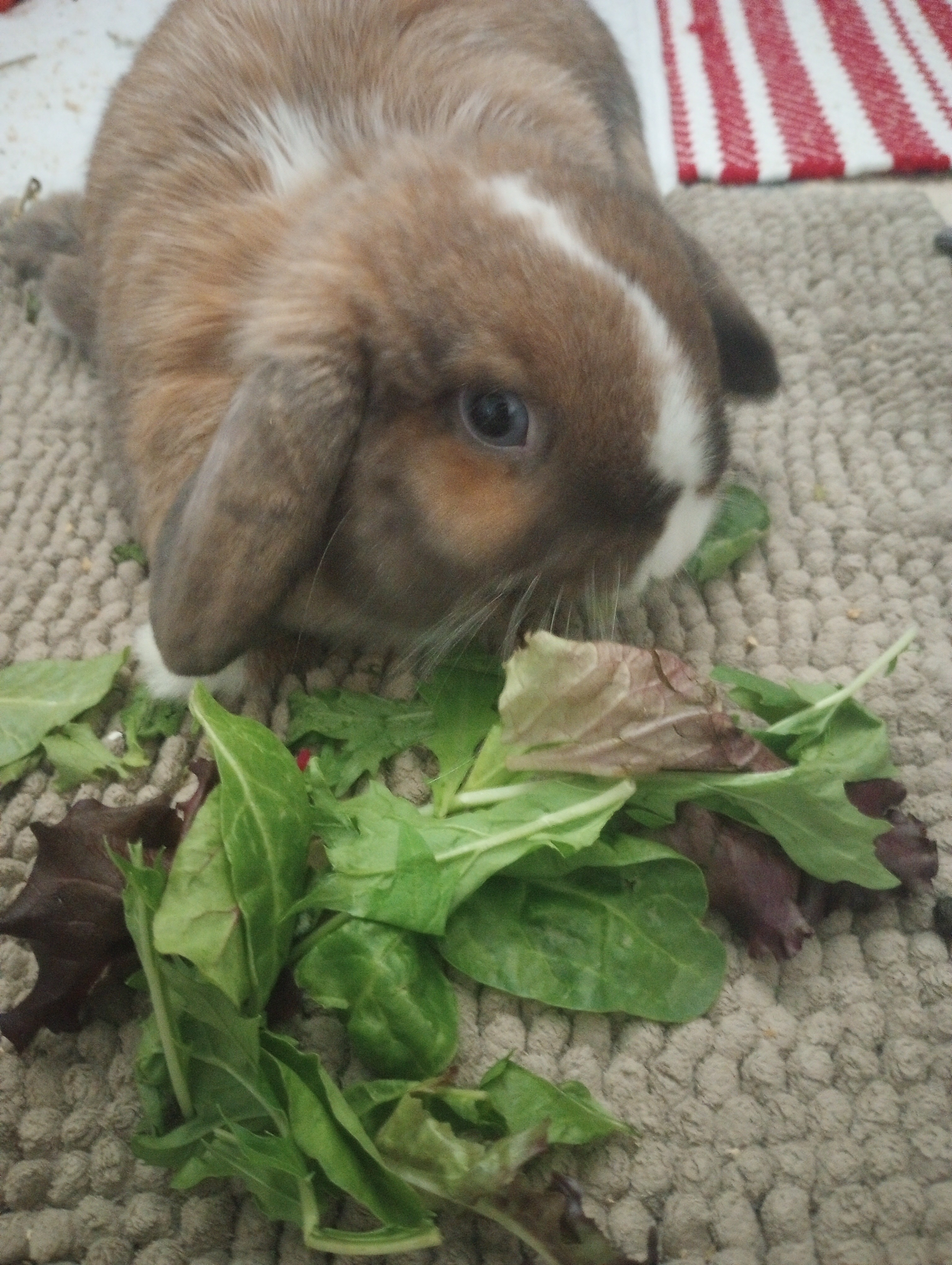 Enlarge Cora, an adoptable Dutch in Pittsburgh, PA image 2/5