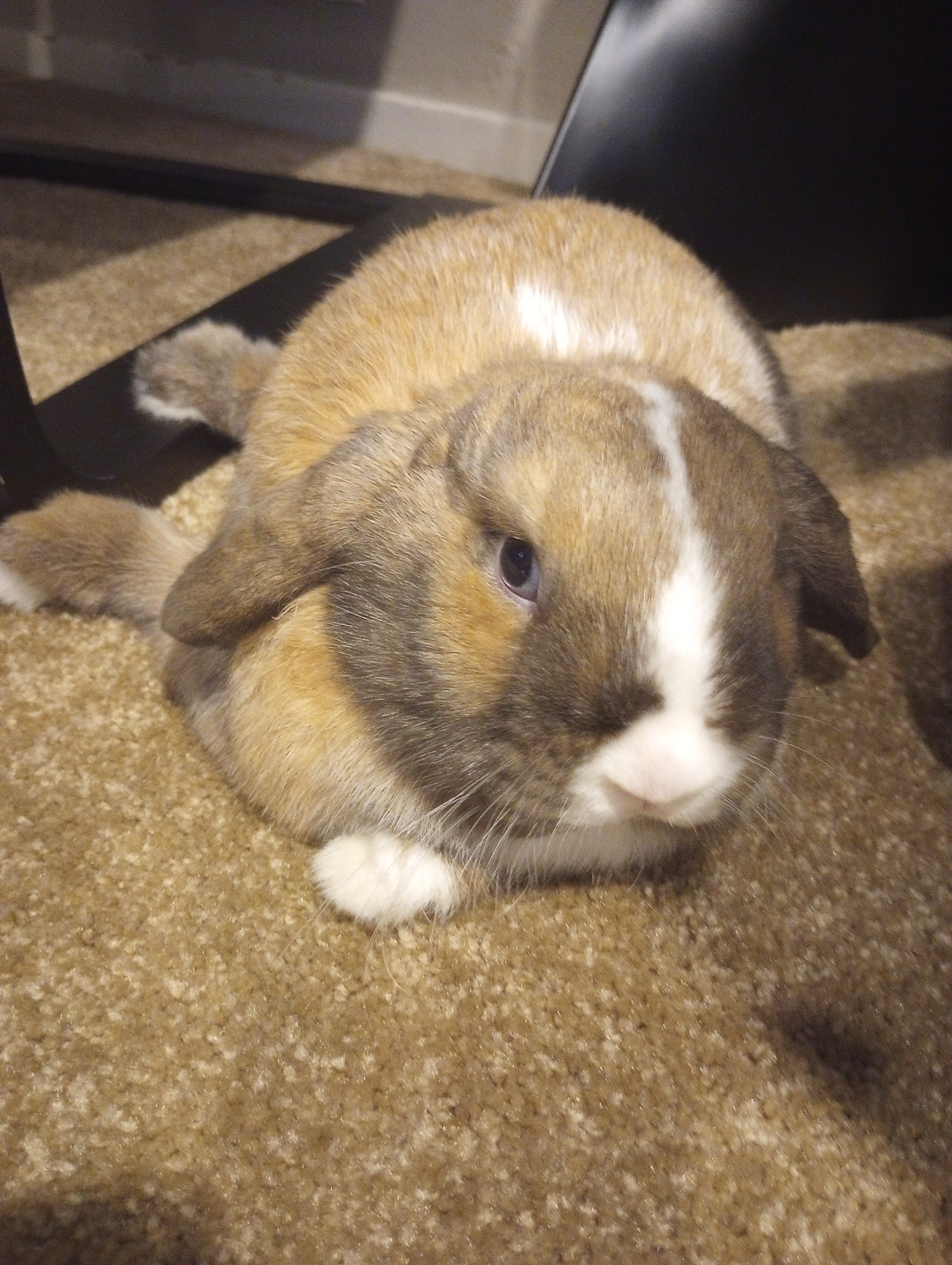 Enlarge Cora, an adoptable Dutch in Pittsburgh, PA image 4/5