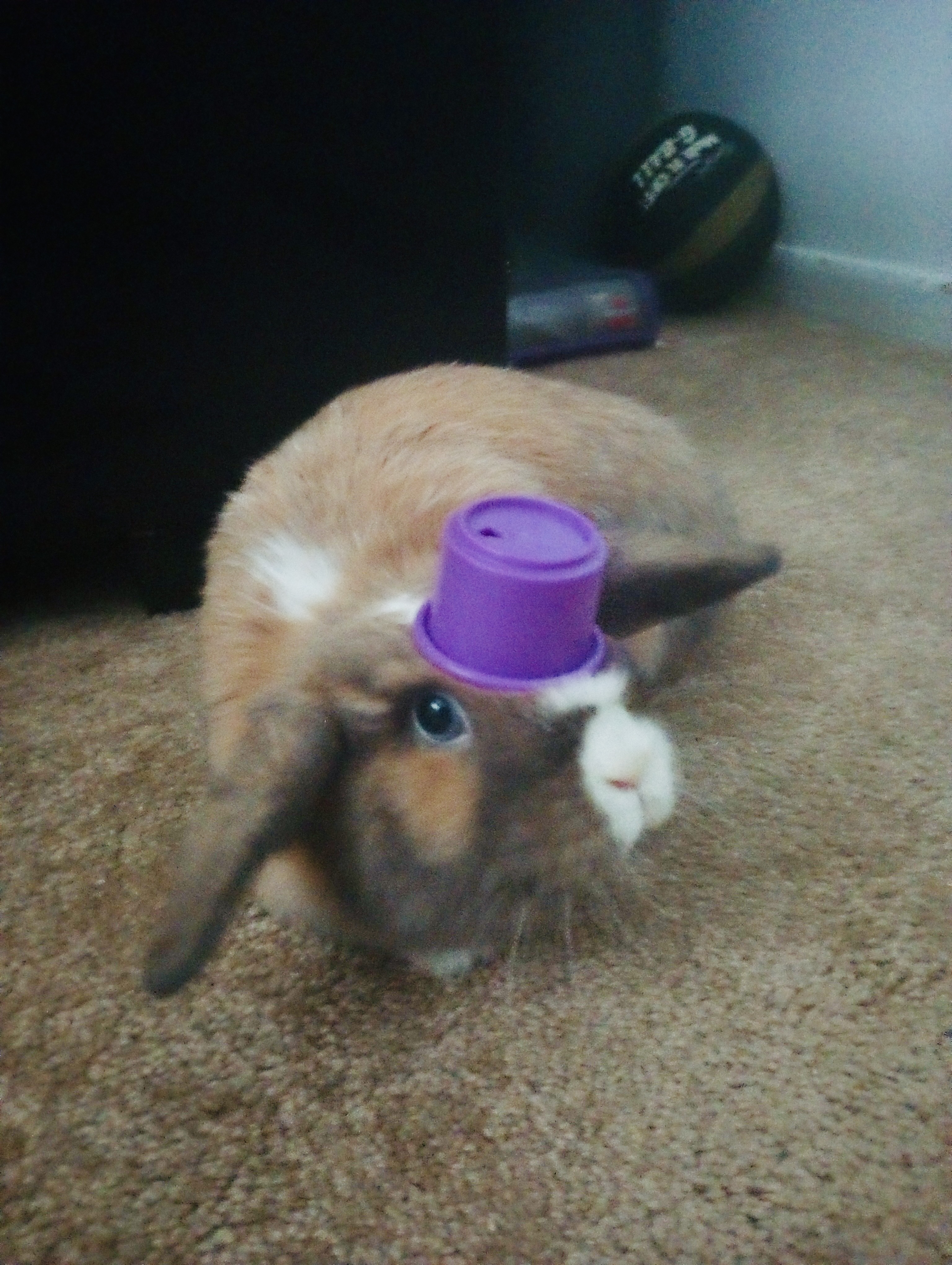 Enlarge Cora, an adoptable Dutch in Pittsburgh, PA image 5/5