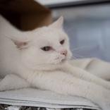 Enlarge Virginia "Gin Gin", a ADOPTABLE Domestic Short Hair in Hilliard, OH image 2/2