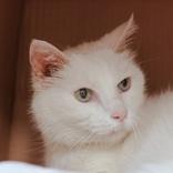 Enlarge Virginia "Gin Gin", a ADOPTABLE Domestic Short Hair in Hilliard, OH image 1/2
