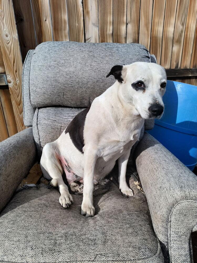 Star, Adoptable, Adult Female Pit Bull Terrier.