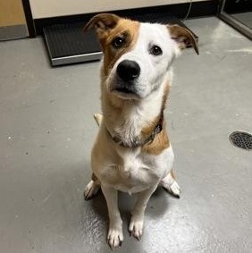 Enlarge Kiya, an adopted mixed breed in Bellingham, WA image 2/2