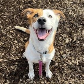 Kiya, adopted, Adult Female Mixed Breed.