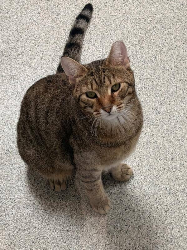 Enlarge Oliver, a ADOPTABLE Domestic Short Hair in Charlestown, RI image 3/4