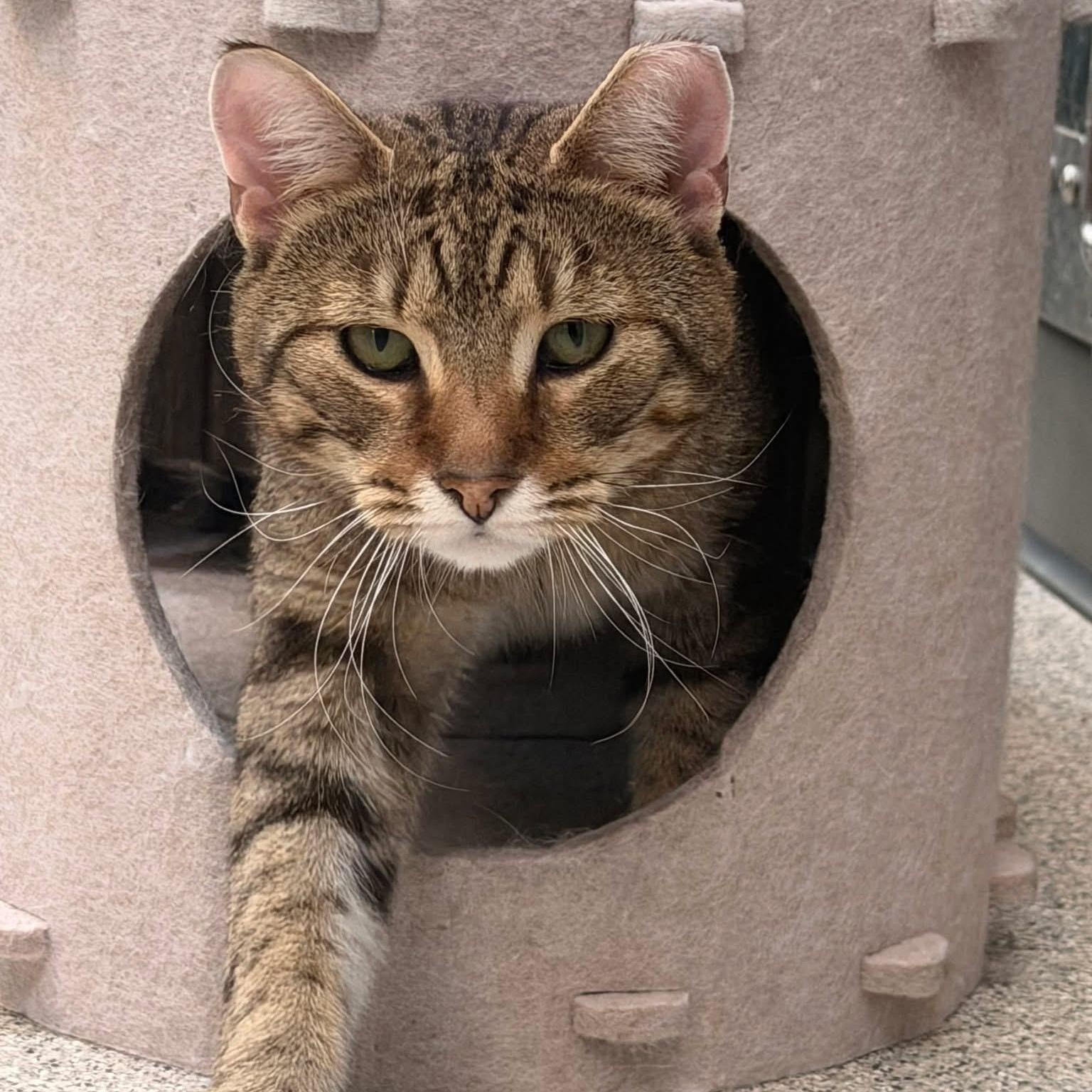 Oliver, Adoptable, Young Male Domestic Short Hair.